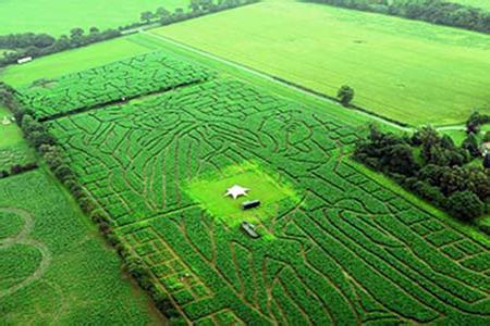 台“玉米迷宫”游客破8万