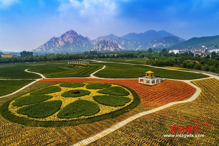 "情人草"遇到"爱情花" 嵖岈山温泉小镇千亩花海5月18号盛大开园！