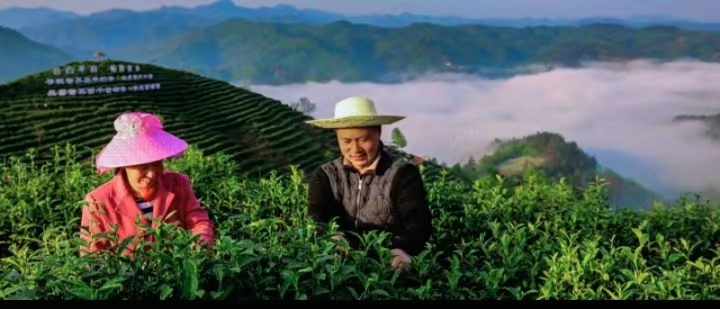 陕西平利：云雾缭绕，茶香四溢