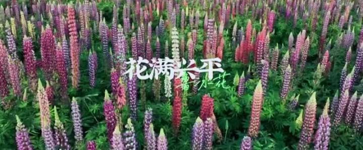 花满兴平 姹紫嫣红
